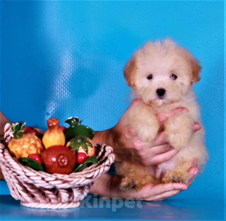 Собаки в Москве: мальтипу Ф1 щенки Мальчик, 80 000 руб. - фото 3