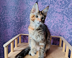 Кошки в Новосибирске: Котенок Мейн-кун Каролина Девочка, 50 000 руб. - фото 4