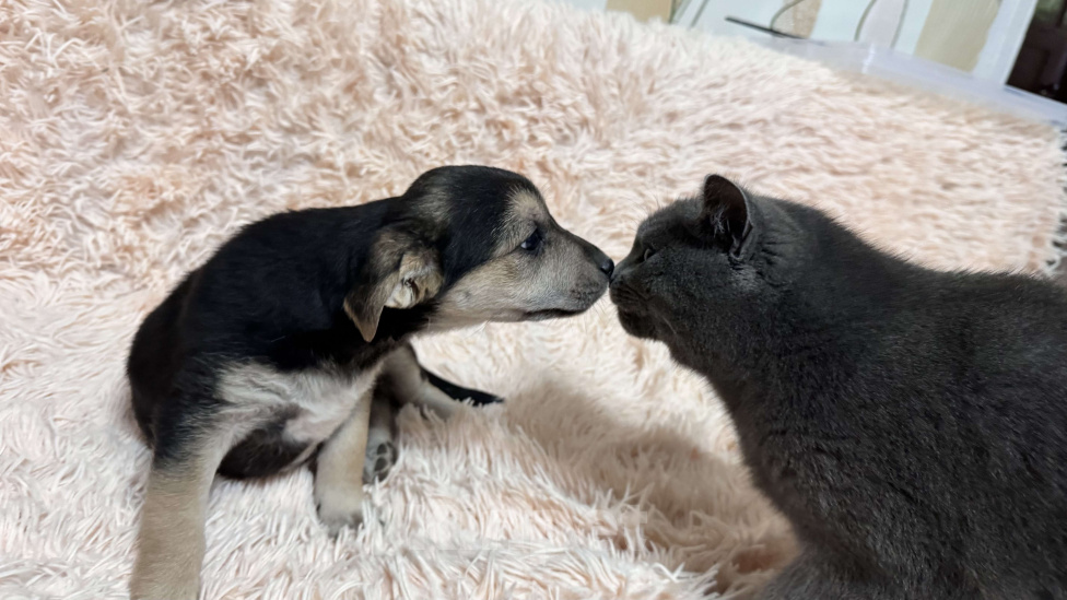 Собаки в Симферополе: Малышка ищет свою семью Девочка, 100 руб. - фото 8