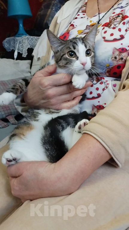 Кошки в Санкт-Петербурге: Прелестная малышка Наточка Девочка, Бесплатно - фото 1