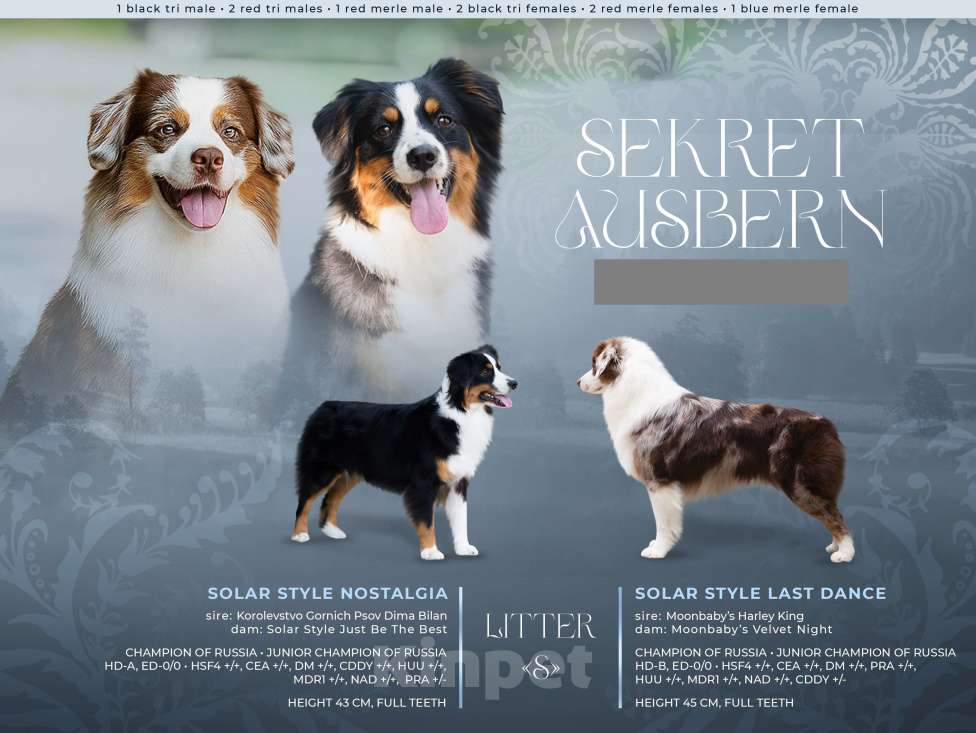 Собаки в Москве: Миниатюрная американская овчарка (мини-аусси) Девочка, 100 000 руб. - фото 6