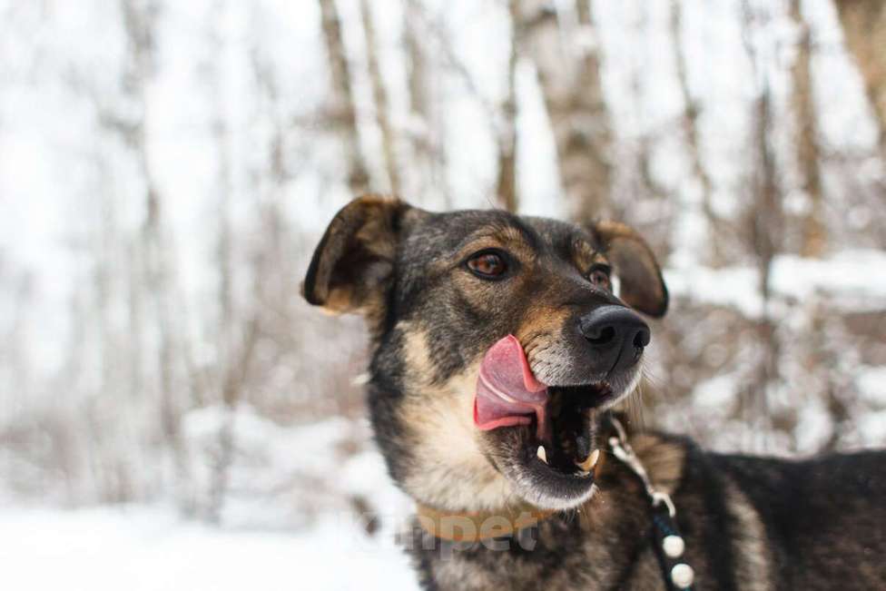 Собаки в Москве: Хильда Девочка, Бесплатно - фото 13