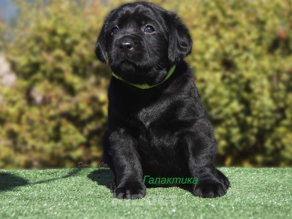 Собаки в Москве: Щенки лабрадора Мальчик, 55 000 руб. - фото 7