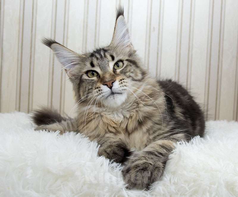 Кошки в Москве: Мейн кун котенок Девочка, Бесплатно - фото 2