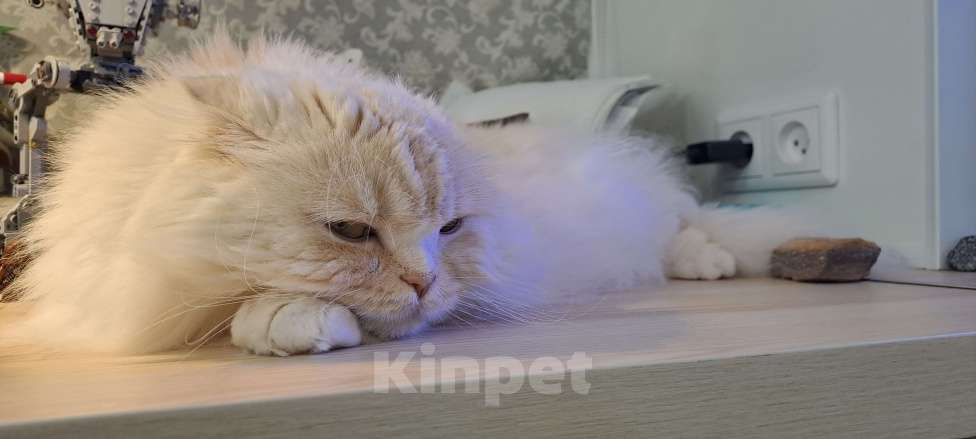 Кошки в Кирове: Кошка Беатрис Девочка, 1 руб. - фото 2