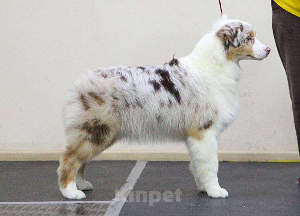 Собаки в других городах Владимирской области: щенок австралийской овчарки Девочка, 150 000 руб. - фото 3