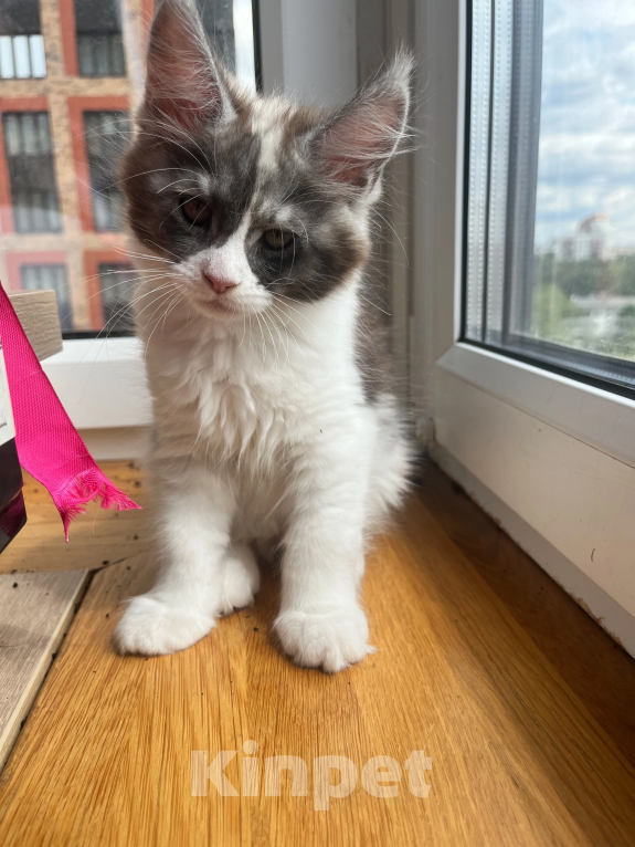 Кошки в других городах Ярославской области: Мейн кун Мальчик, 15 000 руб. - фото 2