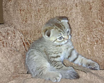 Кошки в Кашире: Кошечка Буся Девочка, 5 000 руб. - фото 3