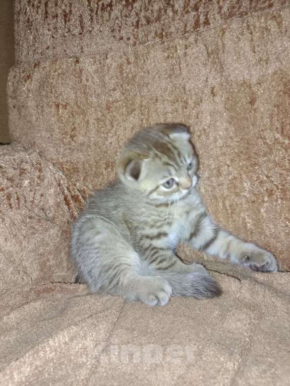 Кошки в Кашире: Кошечка Буся Девочка, 5 000 руб. - фото 3