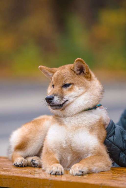 Собаки в Москве: Рыжая сибочка девочка Девочка, 50 000 руб. - фото 4