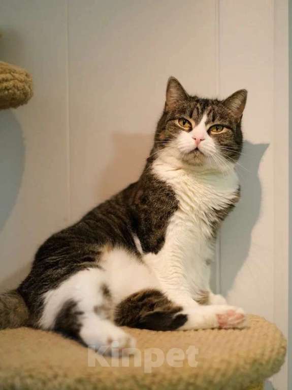 Кошки в Санкт-Петербурге: Шарлотта из приюта в добрые руки Девочка, Бесплатно - фото 5