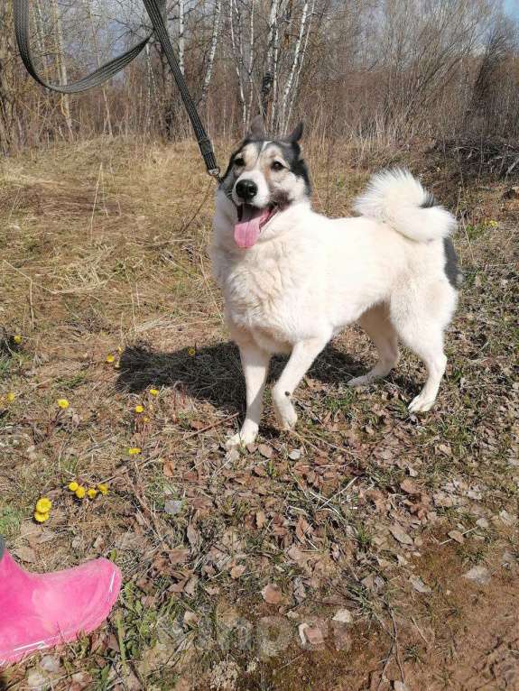 Собаки в Москве: Лайку Ашу обижают в приюте Девочка, Бесплатно - фото 3