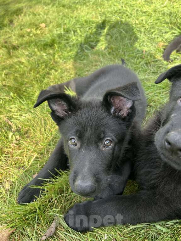 Собаки в Дубне: Илай ищет своего человека  Мальчик, 70 000 руб. - фото 3