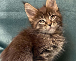 Кошки в Жердевке: Клубные котята мейн-кун, 20 000 руб. - фото 3