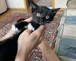 Кошки в Бийске: Котёнок ищет дом  Девочка, Бесплатно - фото 4