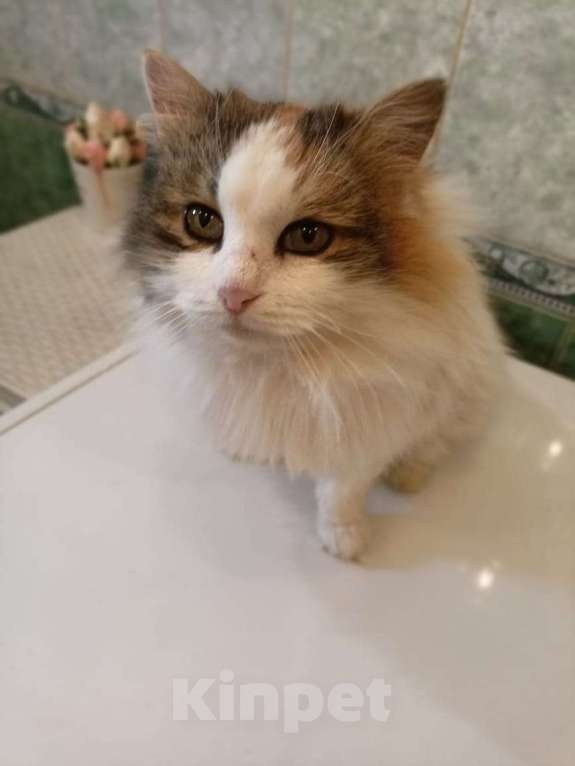 Кошки в Калуге: Кошка Девочка, Бесплатно - фото 8