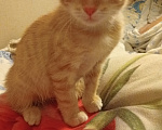 Кошки в Мытищах: Кошечка ,, Зося,, 2 месяца.Отдам в добрые руки. Девочка, Бесплатно - фото 1