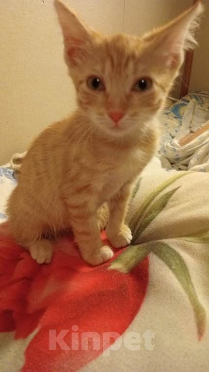 Кошки в Мытищах: Кошечка ,, Зося,, 2 месяца.Отдам в добрые руки. Девочка, Бесплатно - фото 1