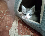 Кошки в Краснодаре: Котик (мальчик) ищет добрых хозяев Мальчик, 1 руб. - фото 2