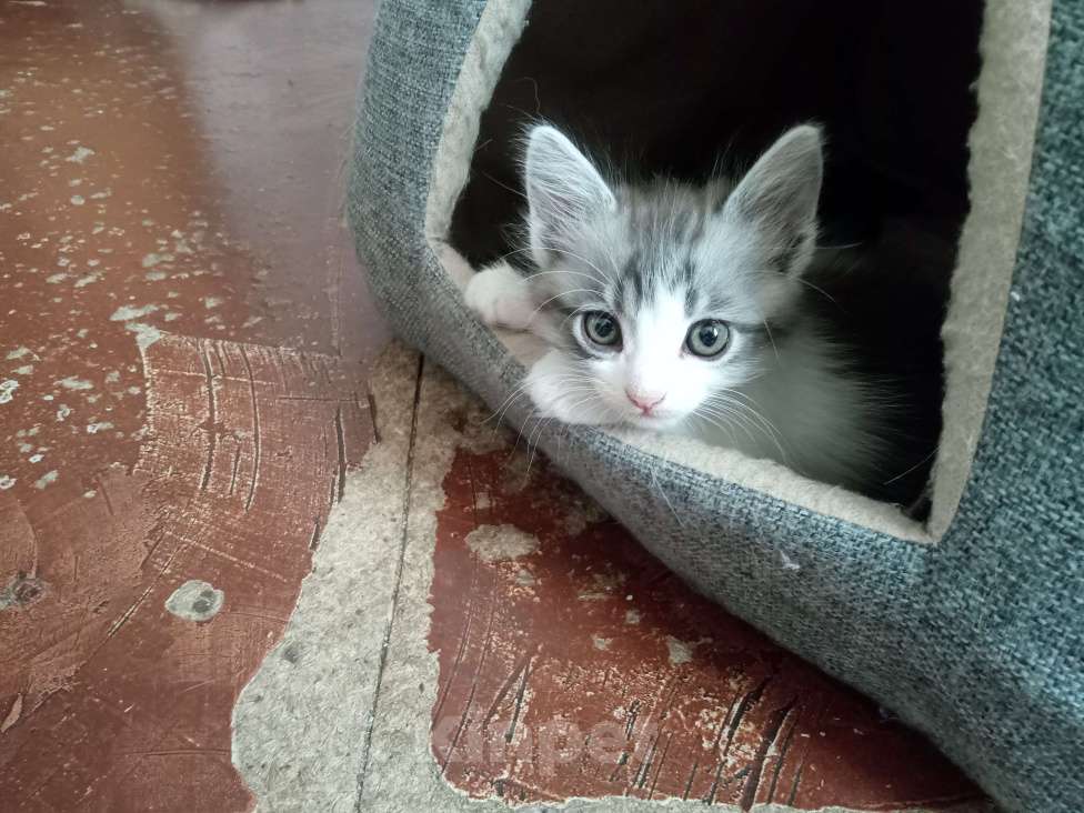 Кошки в Краснодаре: Котик (мальчик) ищет добрых хозяев Мальчик, 1 руб. - фото 2