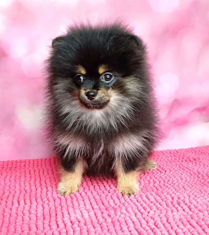 Собаки в Москве: Померанский шпиц девочка. Девочка, 35 000 руб. - фото 2