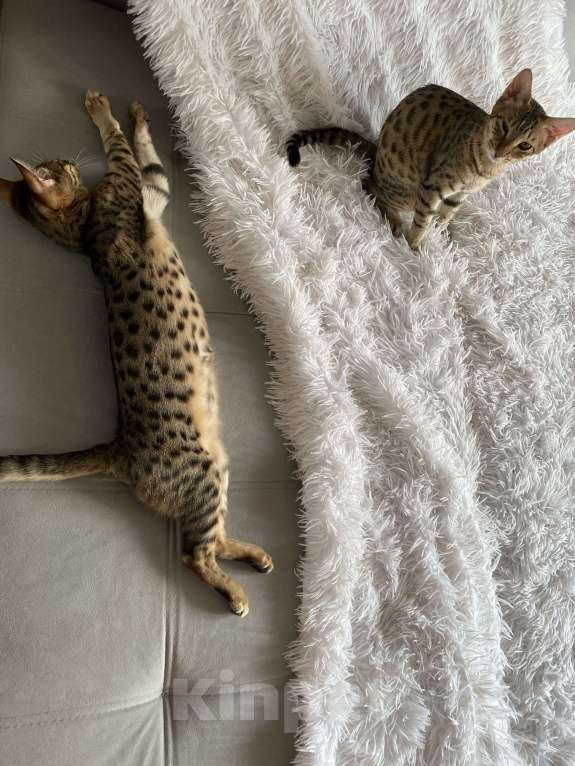 Кошки в Москве: Саванна sbt F5 Девочка, 60 000 руб. - фото 5