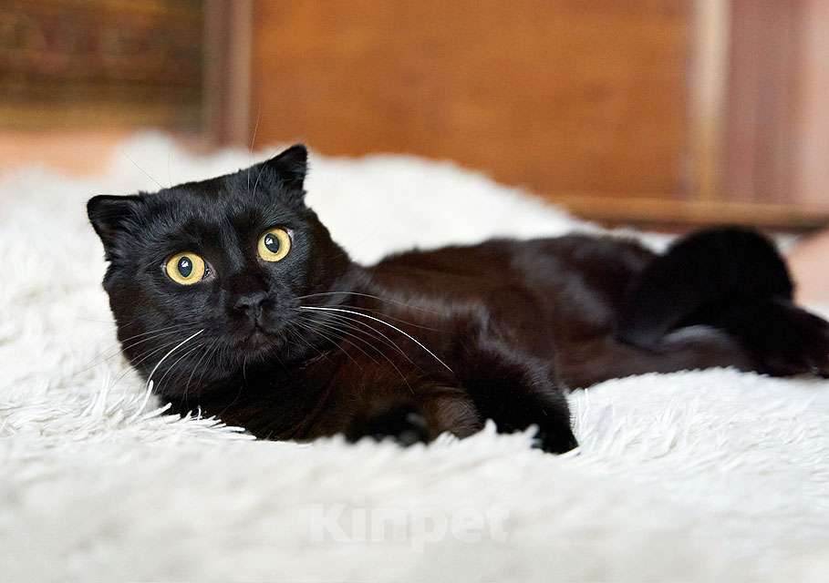Кошки в Москве: Роскошный черный котик-подросток Марио, метис шотландской вислоухой ищет дом Мальчик, Бесплатно - фото 6