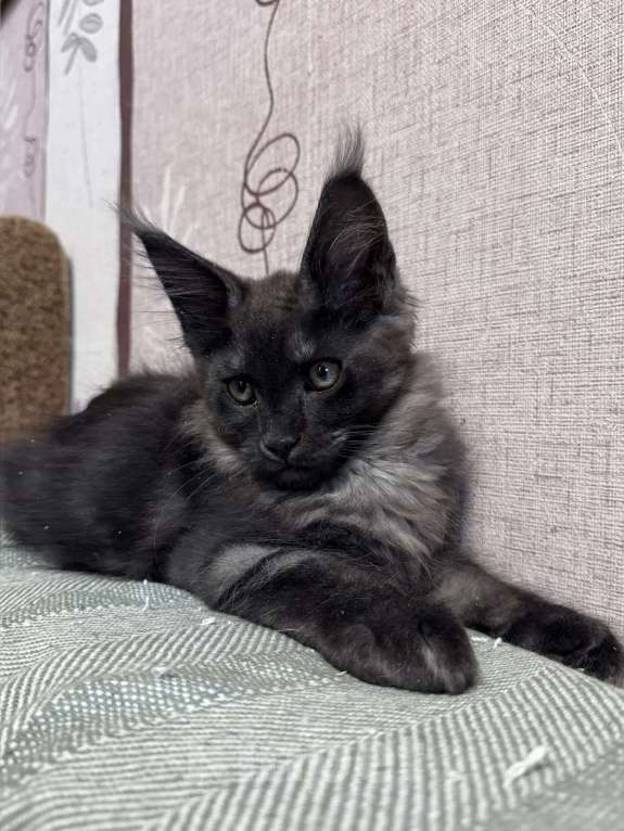 Кошки в Королеве: Мейн-кун котята Разнополые, 30 000 руб. - фото 6