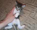 Кошки в Владимире: Котята ищут семью Разнополые, Бесплатно - фото 4