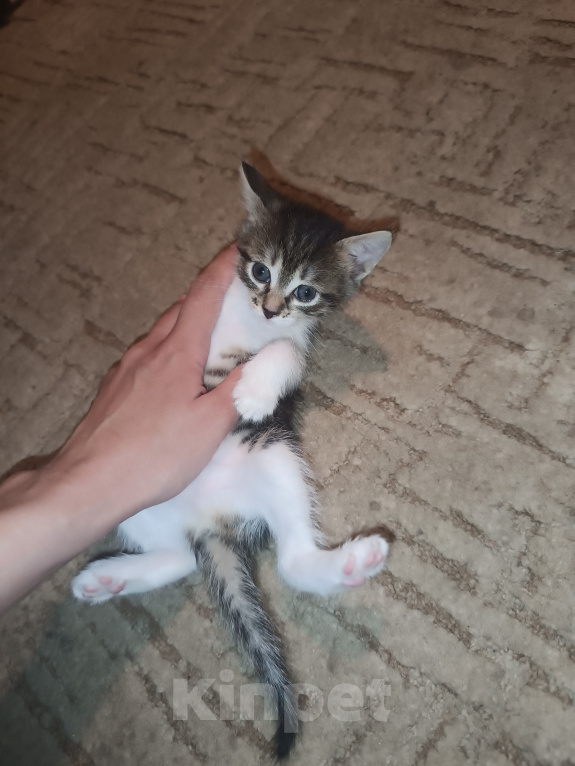 Кошки в Владимире: Котята ищут семью Разнополые, Бесплатно - фото 4