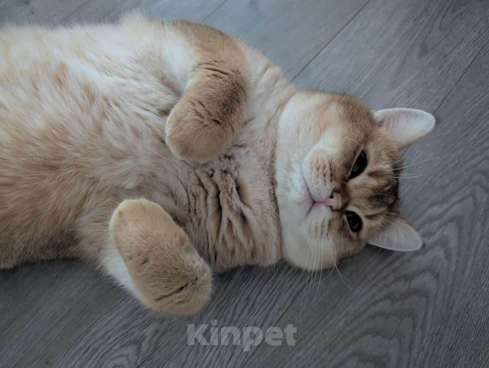 Кошки в Подольске: Кот для Вязки Мальчик, 6 000 руб. - фото 5