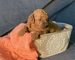 Собаки в Гатчине: Продажа щенков той-пудель Мальчик, 45 000 руб. - фото 5