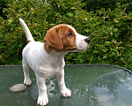 Собаки в Голицыно: Щенок Джек-рассел-террьер Мальчик, 40 000 руб. - фото 3