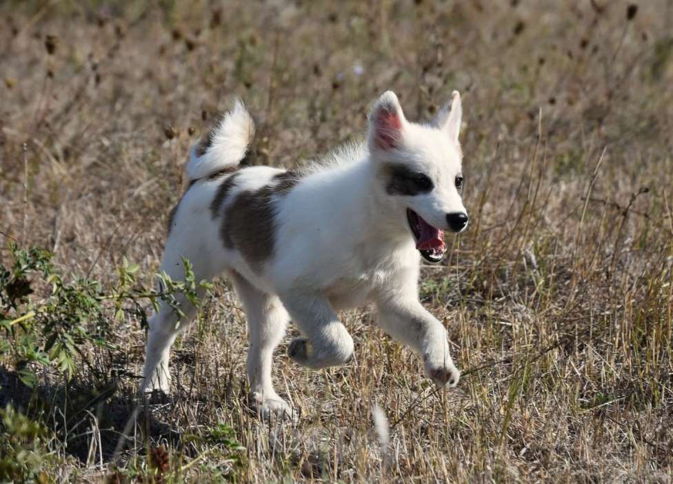 Собаки в Москве: Ненецкая оленегонная лайка. Сука Аврора. Девочка, 60 000 руб. - фото 8