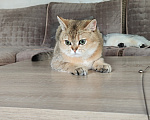 Кошки в Москве: Котик- красавчик Мальчик, Бесплатно - фото 8