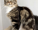 Кошки в Одинцово: Шикарная кошка Девочка, 5 000 руб. - фото 1