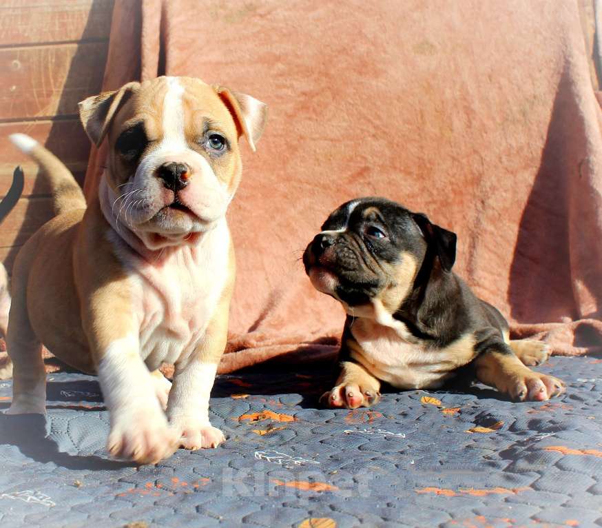 Собаки в Москве: Наши малыши. Разнополые, 80 000 руб. - фото 4