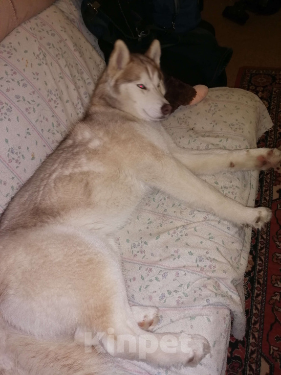 Собаки в Кашире: Пропала собака хаски Мальчик, 5 000 руб. - фото 6