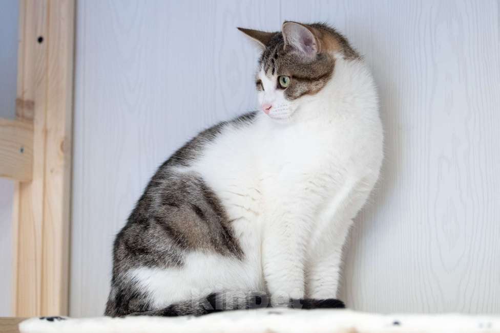 Кошки в Москве: Два сердца, которые очень ждут своего человека Разнополые, Бесплатно - фото 2