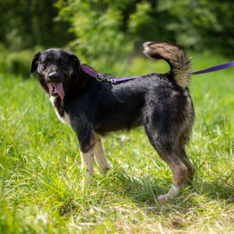 Собаки в Москве: Илай Мальчик, Бесплатно - фото 4