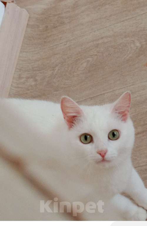 Кошки в Шелехове: Отдам взрослую кошку в добрые руки  Девочка, 100 руб. - фото 3