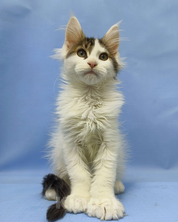 Кошки в Москве: Мейн-Кун полидакт. Мальчик Мальчик, 100 000 руб. - фото 2
