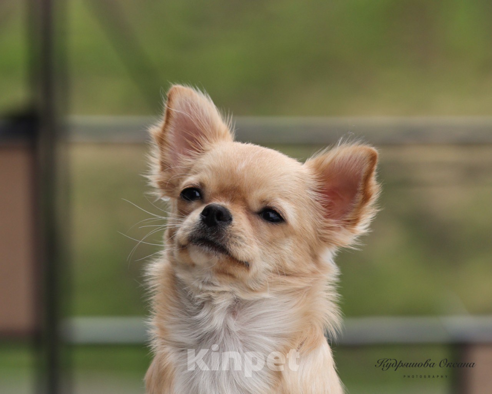 Собаки в Москве: Чихуахуа длиношерстная сука  Девочка, 100 000 руб. - фото 2