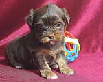Собаки в Санкт-Петербурге: Шоколадный йорк девочка Девочка, 80 000 руб. - фото 4