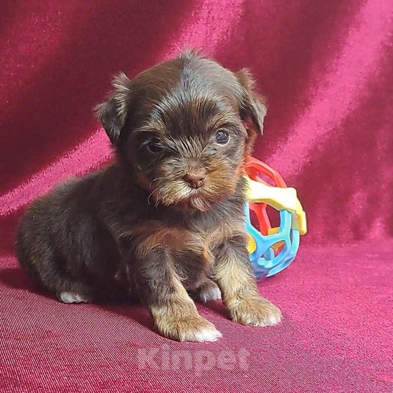 Собаки в Санкт-Петербурге: Шоколадный йорк девочка Девочка, 80 000 руб. - фото 4