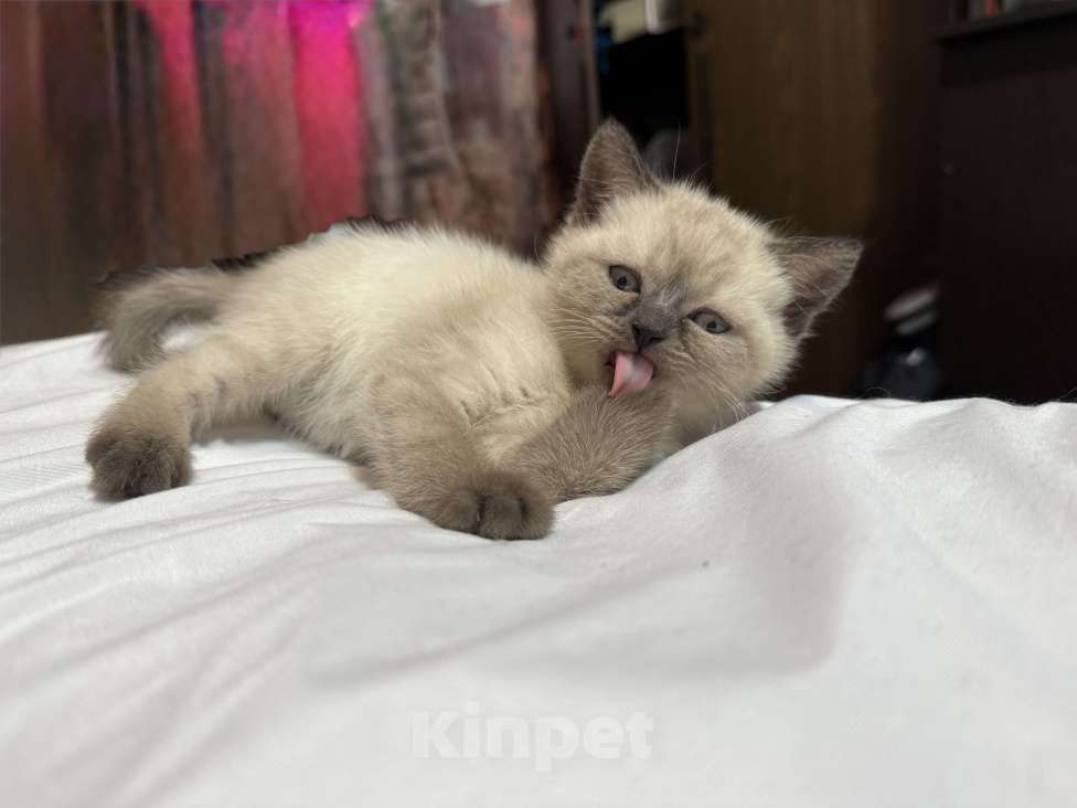 Кошки в Санкт-Петербурге: Шотландская прямоухая кошечка с документами Девочка, 40 000 руб. - фото 6