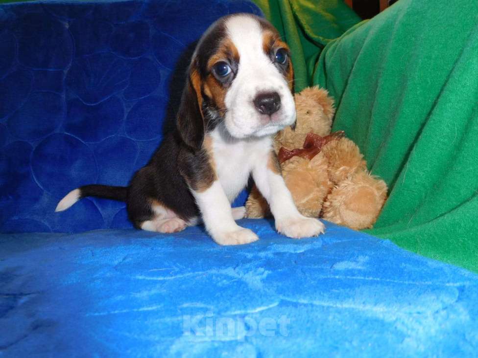 Собаки в Москве: Биглики Девочка, 40 000 руб. - фото 3