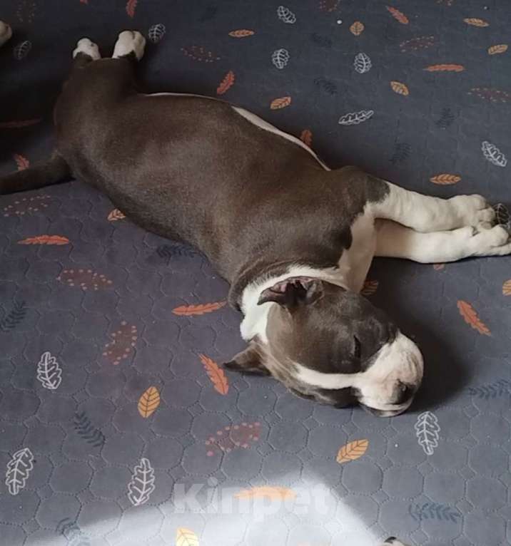 Собаки в Москве: Шикарный голубой мальчик Мальчик, 120 000 руб. - фото 6