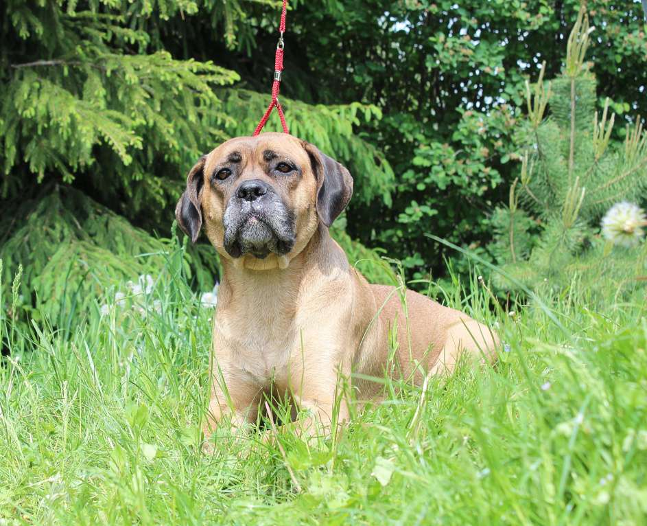 Собаки в Брянске: Предлагаются щенки Кане Корсо Мальчик, 50 000 руб. - фото 6