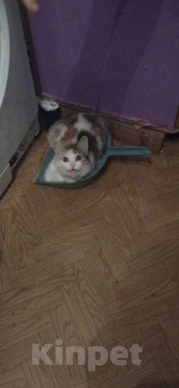 Кошки в Каменске-Уральском: Отдам 2 котят, в добрые руки Девочка, Бесплатно - фото 2